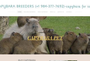 Website 
	buycapybara.company.com desktop preview